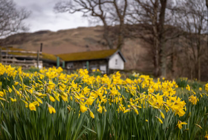Daffodils in Ullswater