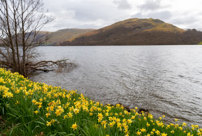 Daffodils on the banks of Ullswater